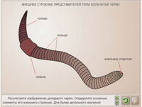 Внешнее строение дождевого червя.