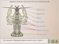 Изучение внешнего строения и многообразия членистоногих. Внешнее строение речного рака. Внешнее строение насекомого.