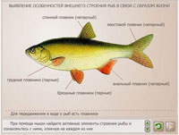 Выявление особенностей внешнего строения рыб в связи с образом жизни.