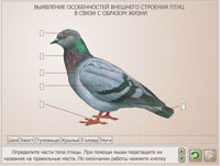 Выявление особенностей внешнего строения птиц в связи с образом жизни.