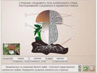 Строение плодового тела шляпочного гриба. Распознавание съедобных и ядовитых грибов.