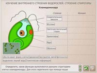 Изучение внешнего строения водорослей. Строение спирогиры.