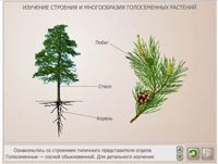 Изучение строения и многообразия голосеменных растений. Строение мужских и женских шишек, пыльцы и семян сосны.