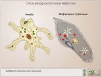 Строение одноклеточных животных.