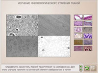 Изучение микроскопического строения тканей.