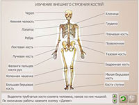 Изучение внешнего строения костей.