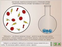 Изучение микроскопического строения крови (микропрепараты крови человека и лягушки).